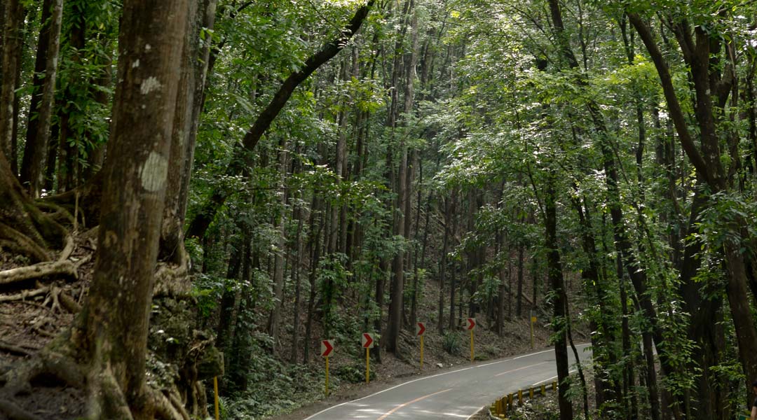 The Bilar Manmade Forest in Bohol was of the earliest batches of South American mahogany propagules introduced to the Philippines on a large scale.