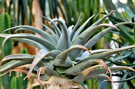 agave fire-resistant plant
