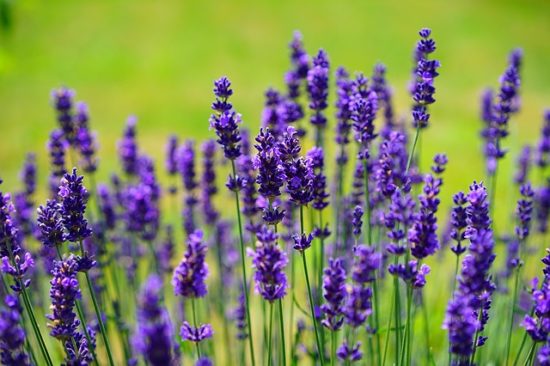 lavender fire-resistant plant