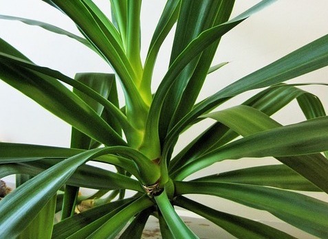 yucca fire-resistant plant