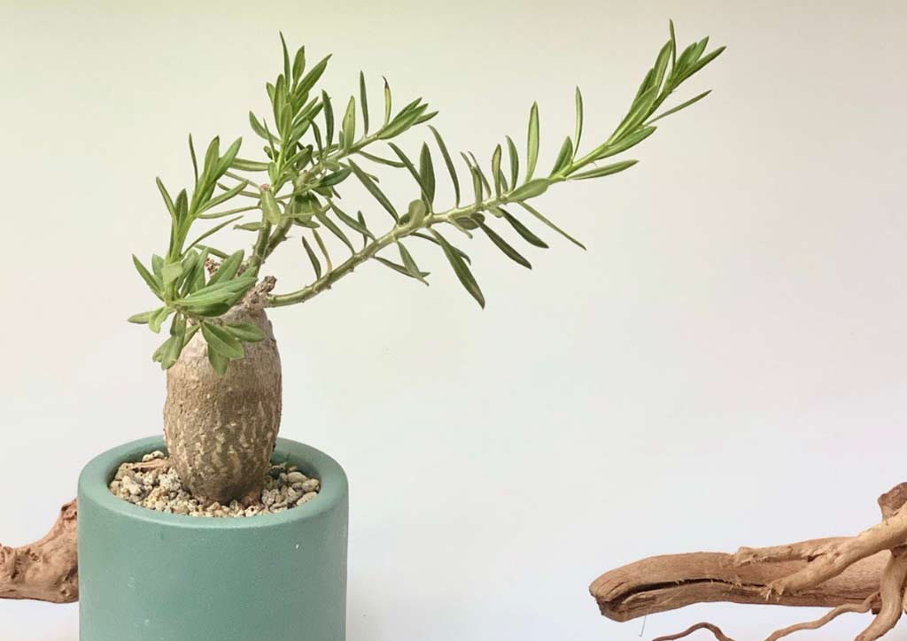 An elegant pot for an elegant plant