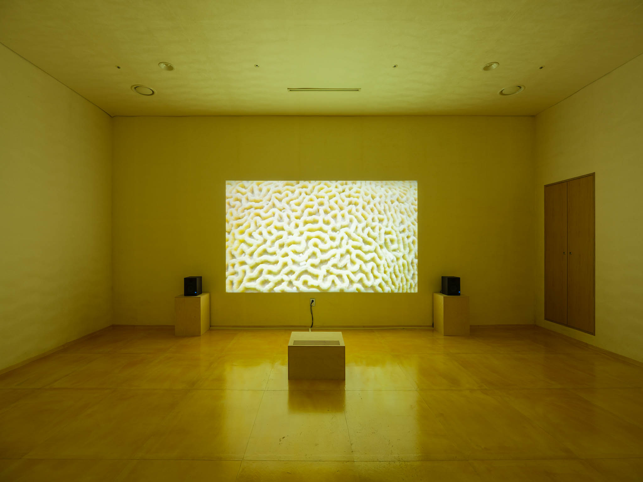An empty gallery space with an abstract video of a coral's surface projected on the wall.